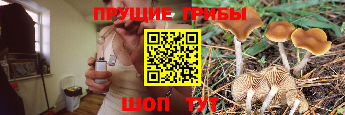 Галлюциногенные грибы Psilocybe Йошкар-Ола